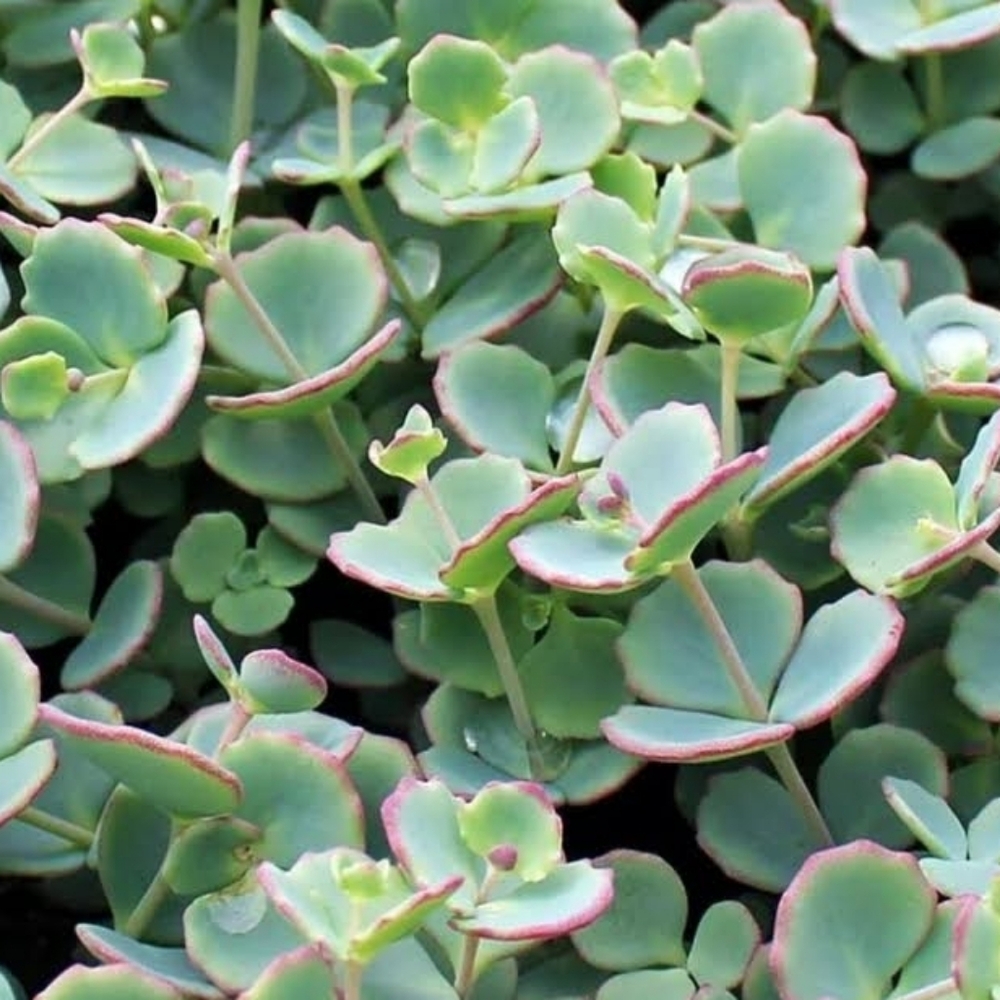 ๐ฟ Stonecrop Seed Packet - Picture 5 of 5